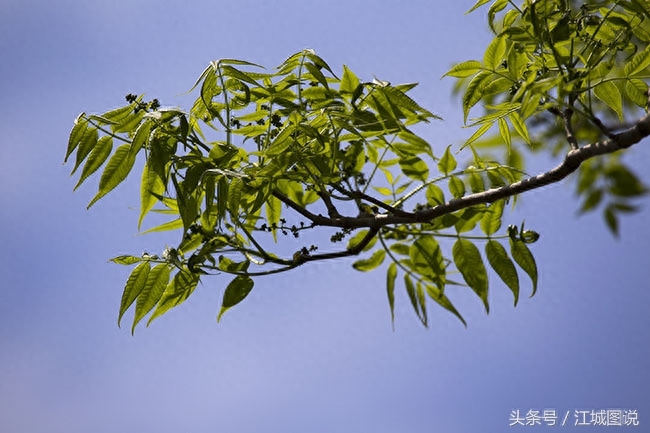 黄菠萝树经济价值、药用价值极高,是我国一级保护植物禁伐木材